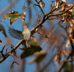 Goldcrest, Regulus regulus