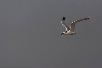 Sandwich Tern, Thalasseus sandvicensis