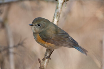 Red-flanked Bluetail, Tarsiger cyanurus