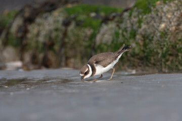 Common Ringed Plover, Charadrius hiaticula