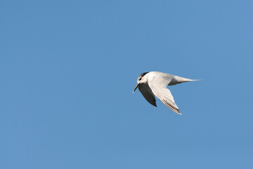 Sandwich Tern, Thalasseus sandvicensis