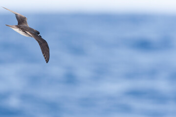 Desertas Petrel, Pterodroma deserta