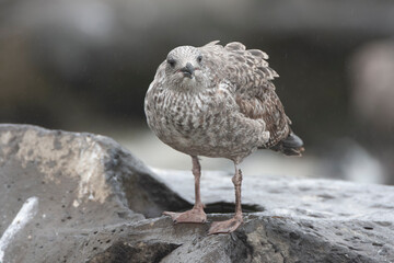 Atlantic Yellow-legged Gull, Larus michahellis atlantis