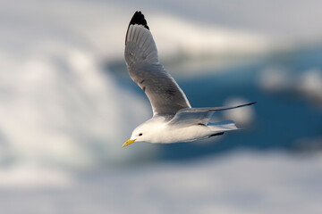 Black-legged Kittiwake, Rissa tridactyla