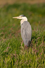 Grey Heron, Ardea cinerea