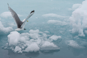 Black-legged Kittiwake, Rissa tridactyla