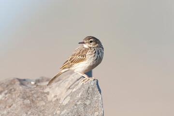 Berthelot's Pipit, Anthus berthelotii madeirensis