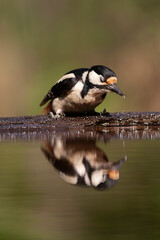 Great Spotted Woodpecker, Dendrocopos major pinetorum