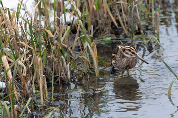Jack Snipe, Lymnocryptes minimus
