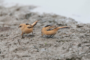 Bearded Reedling, Panurus biarmicus
