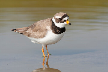 Common Ringed Plover, Charadrius hiaticula