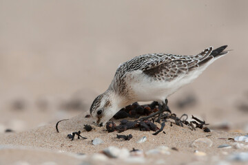 Sanderling, Calidris alba