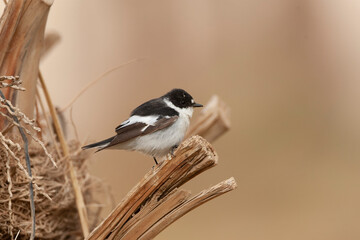 Semicollared Flycatcher, Ficedula semitorquata