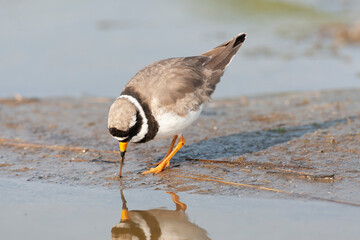 Common Ringed Plover, Charadrius hiaticula