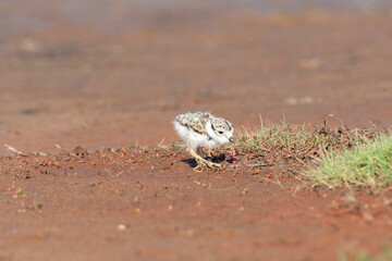 Common Ringed Plover, Charadrius hiaticula