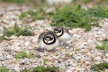 Common Ringed Plover, Charadrius hiaticula