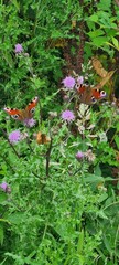 Fototapeta na wymiar Butterflies in the English countryside