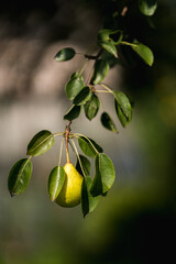 One small wild pear hanging on a branch, focus selected.