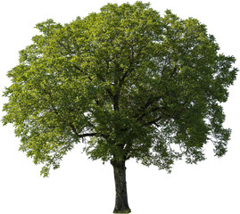 Grosser freistehender Baum mit grünen Blättern