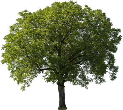 Grosser freistehender Baum mit grünen Blättern