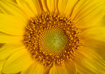 Yellow sunflower flower with seeds. Close-up.Nature.