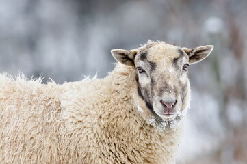 Domestic sheep close-up portrait on the winter pasture covered by snow. Livestock on small farm in Czech republic countryside. 
