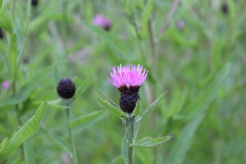 Various Plants, Flowers and Trees from the English countryside and gardens