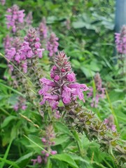 Various plants and flowers