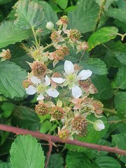 Various plants and flowers