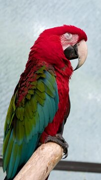 Victoria Butterfly Gardens Close up red Macaw parrots in Caribbean tropical forest. red-feathered parrot eats food from a plate, green and blue wings close-up, beak and tongue, drinks water from bowl