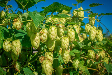 Green hop grows on plantation closeup. Cultivation of hops, environmentally friendly product