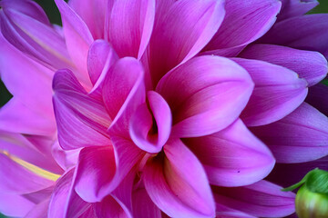 Fototapeta premium close up of flower