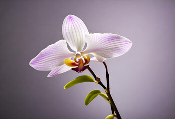 Fototapeta na wymiar orchid tree flower in minimal style