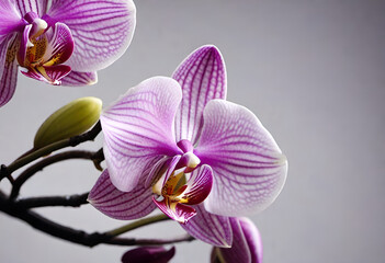 Fototapeta premium orchid tree flower in minimal style