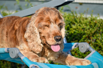 cocker spaniel dog