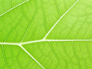 Obraz premium Green leaf background