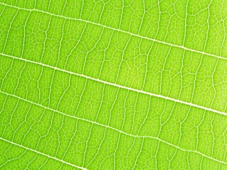 Obraz premium Green leaf background