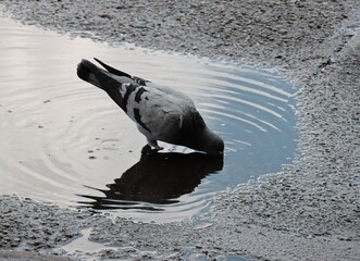 pigeon bird drinking water close up