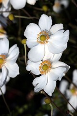 Obraz premium white flowers of anemon plant close up