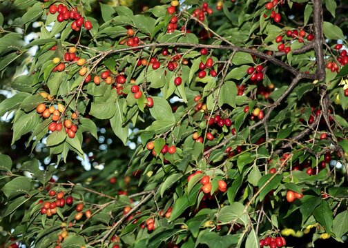 red,tasty fruits of cornus nas fruit tree