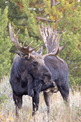 Bull Moose in Autumn in Grand Teton National Park Wyoming