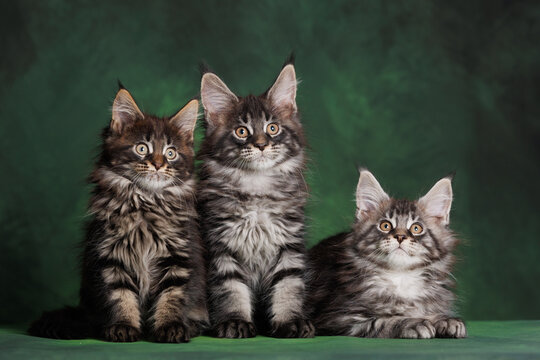 three beautiful tabby maine coon kittens posing together on green studio background