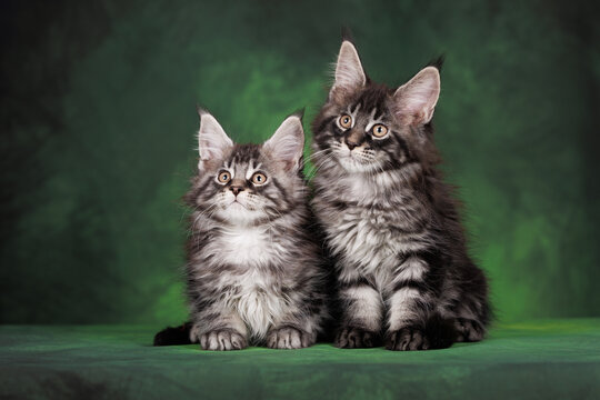 two tabby maine coon kittens posing together on green background