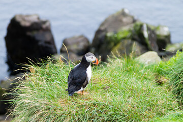 Atlantic puffin from Borgarfjordur fjord, east Iceland