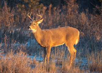 White tailed deer in the morning