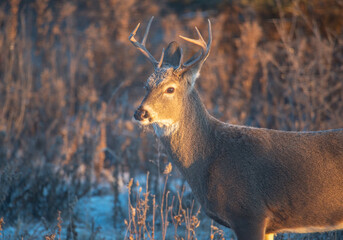 White tailed deer in the morning