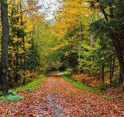 autumn leaves covering path into the woods on a Vermont fall day 
