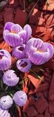 the most beautiful purple lush flowers