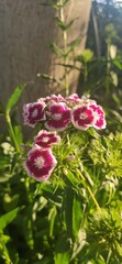 Fototapeta premium white and red amazing flowers
