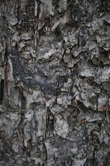 Wood texture grey color old tree